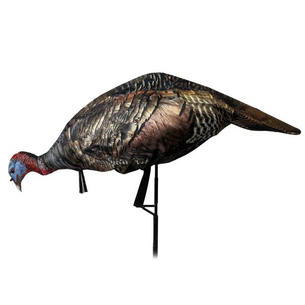 Miss Purr-fect XD3 Jake